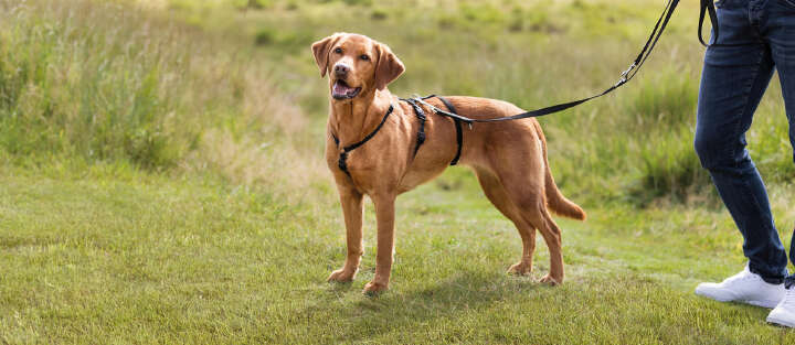 Hund 1700x740